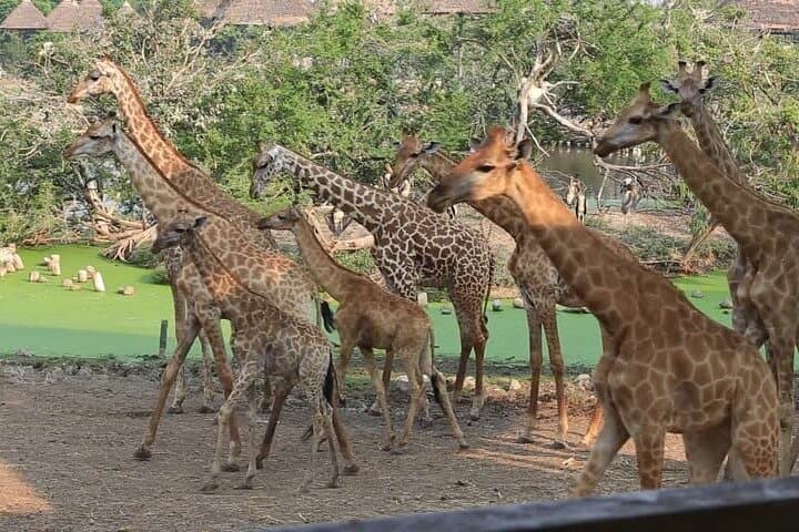 Nairobi Lake Nakuru National Park Private Tour