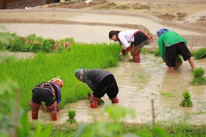 Full Day Cultural Tour in Sapa Terraces
