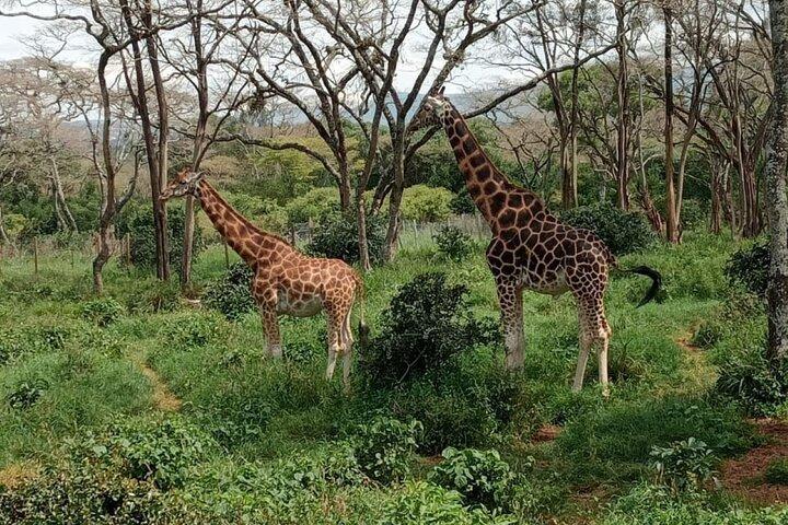 Dagstur til Karen Blixen, Giraffe Center og Bomas of Kenya