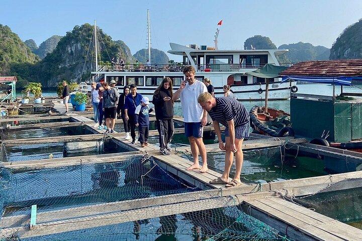 De Hanoi/Cat Ba: Lan Ha-Ha Long Bay Excursion d'une journée en bateau