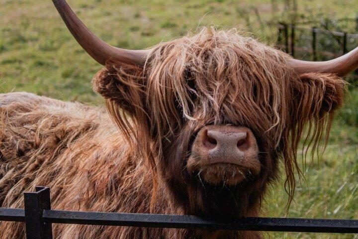 Highlands Cows Glencoe und Schlösser Private Tour von Glasgow