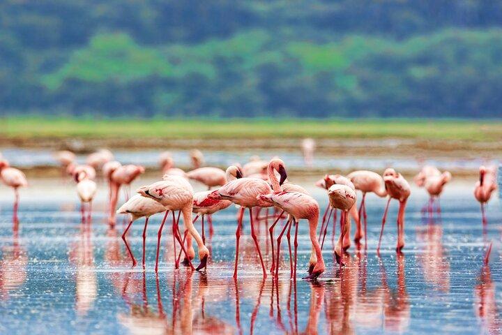 Tour privato di 4 giorni al lago Nakuru e al Maasai Mara Safari