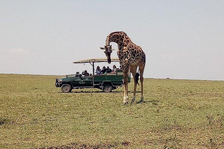 Tour di 3 giorni di avventura economica nel Maasai Mara