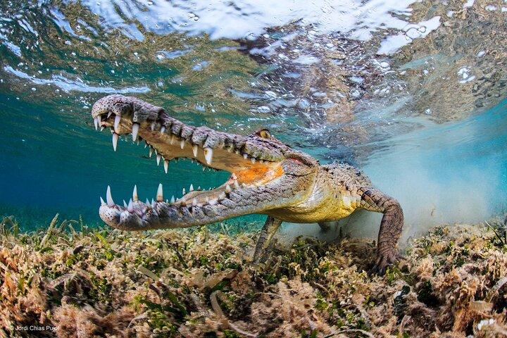 Sul das Maurícias: parque de crocodilos, almoço, degustação de rum e chá