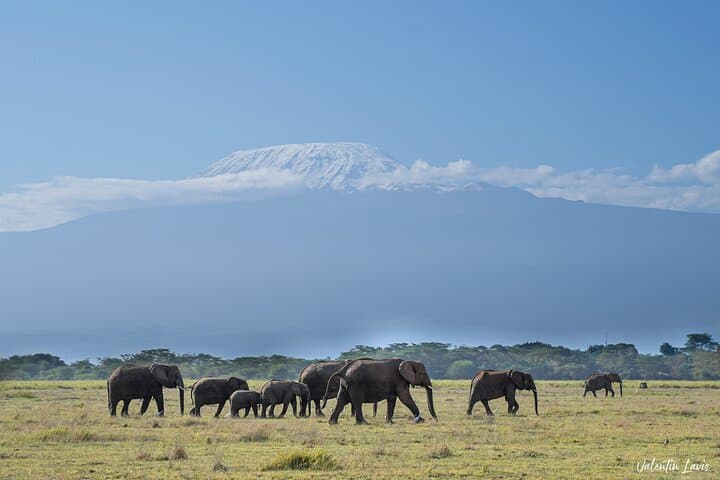 5 Days Amboseli Tour in Lake Naivasha and Masai Mara Safari