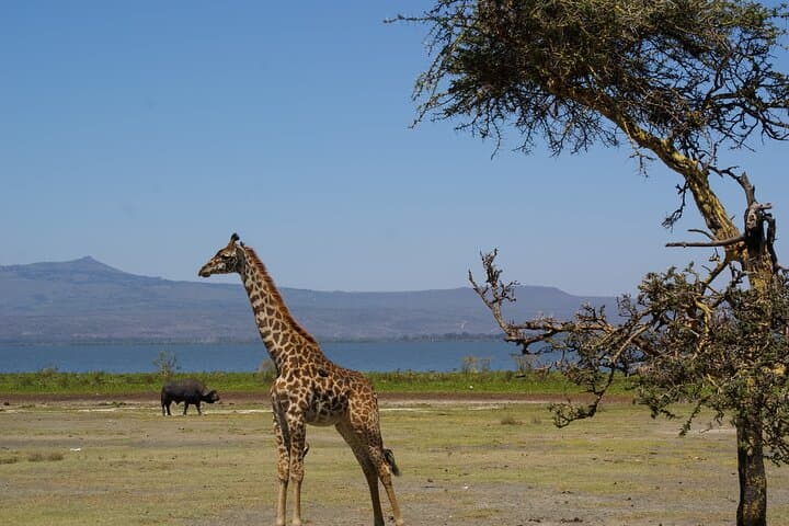 5 Days Amboseli Tour in Lake Naivasha and Masai Mara Safari