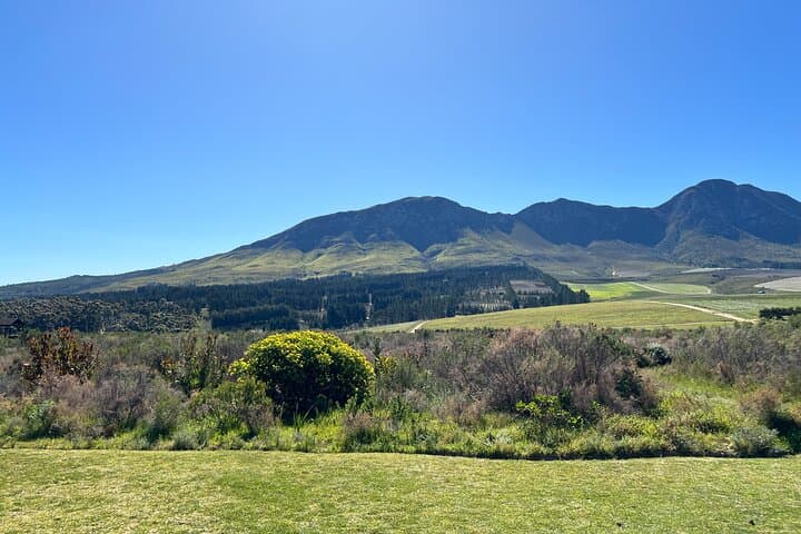 Private Full Day Hermanus Tour