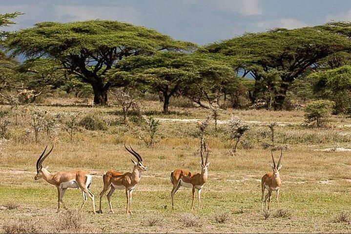 11 Days Kenya Wildlife Safari