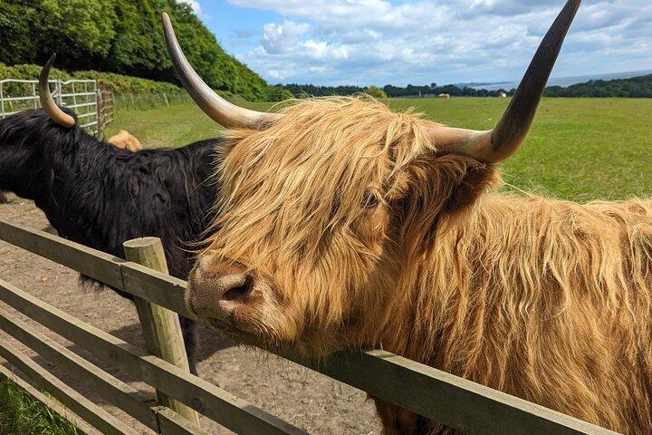 Loch Lomond, Highland Cows, ville victorienne, visite du château d'une demi-journée