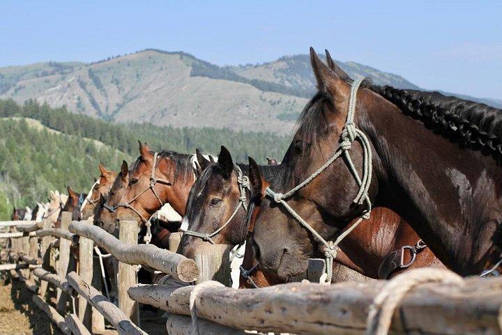 Teton View Horse Riding with Lunch