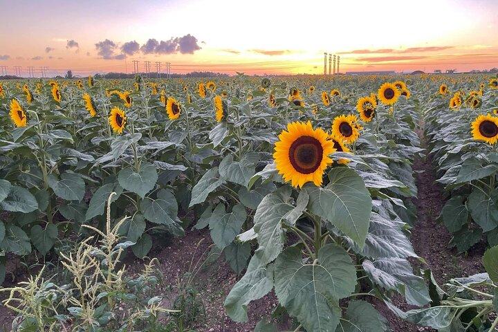 The Ultimate Miami ATV Escape : Sunset Glow & Sunflower Tours