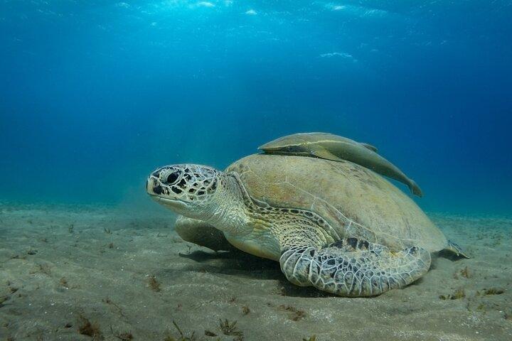 アブー・ダッバブシュノーケリング旅行、海洋生物探検 : マルサ・アラム