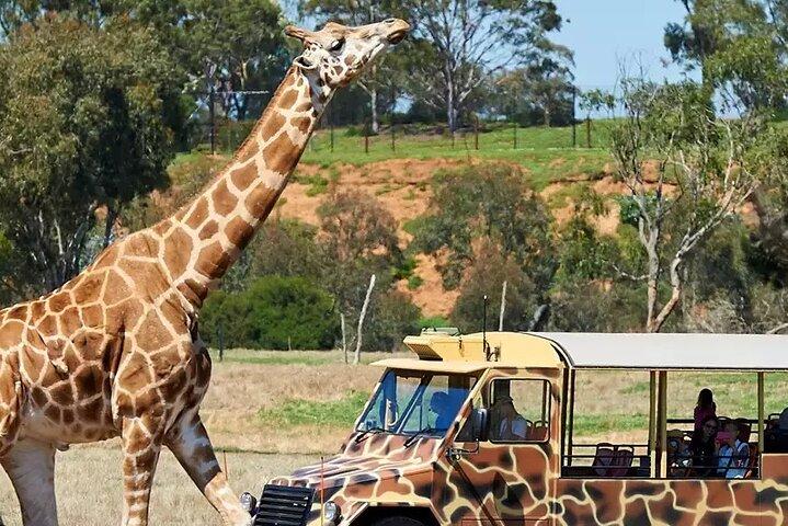 Visite du zoo et du manoir de Werribee