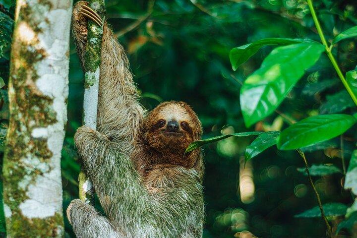 AVVENTURA SLOTH PARK La Fortuna