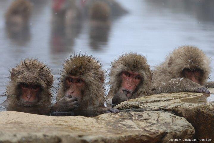 2 Day Private Tour in Tokyo with Snow Monkeys by Bullet Train