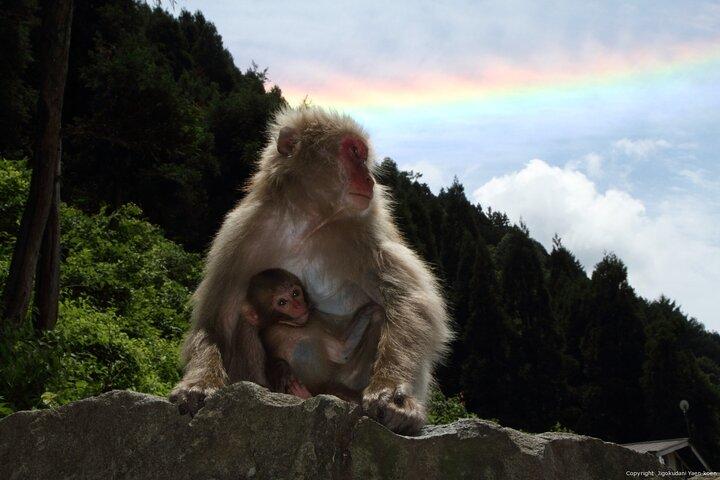 2 Day Private Tour in Tokyo with Snow Monkeys by Bullet Train