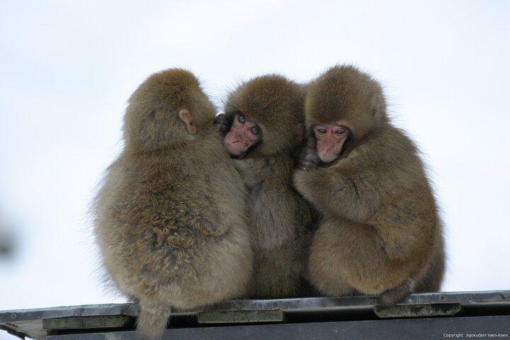 2 Day Private Tour in Tokyo with Snow Monkeys by Bullet Train