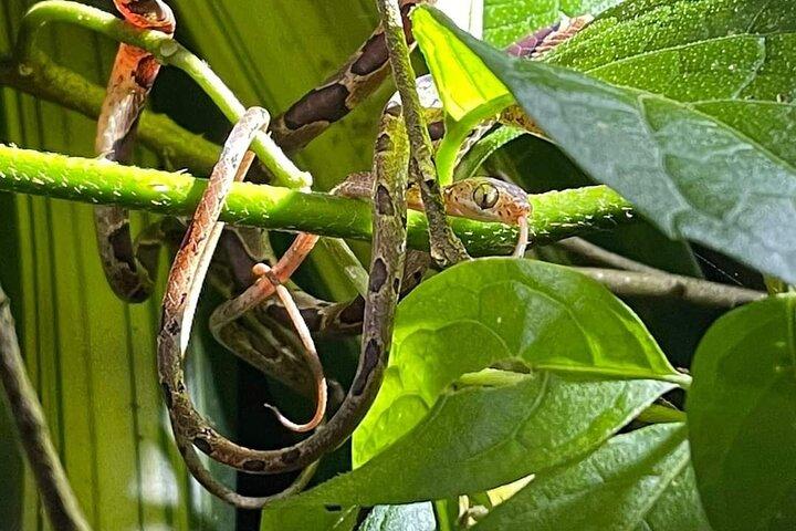 Schildpadden paaien in Tortuguero