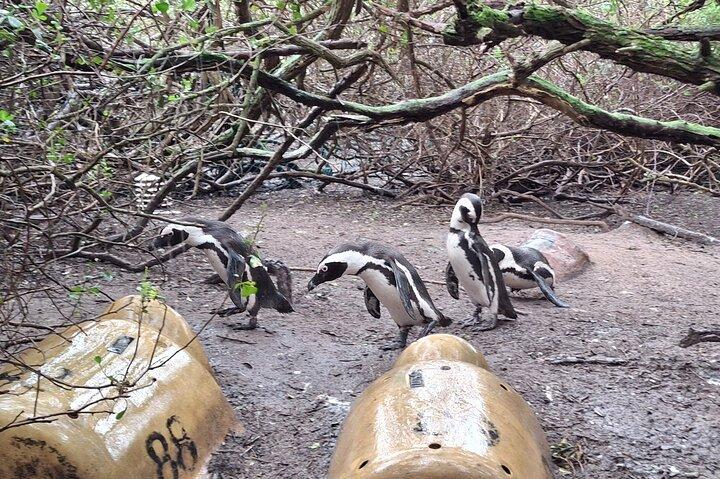 Cape Point, Boulders Beach&Table Mountain,Cape Town Full Day Tour