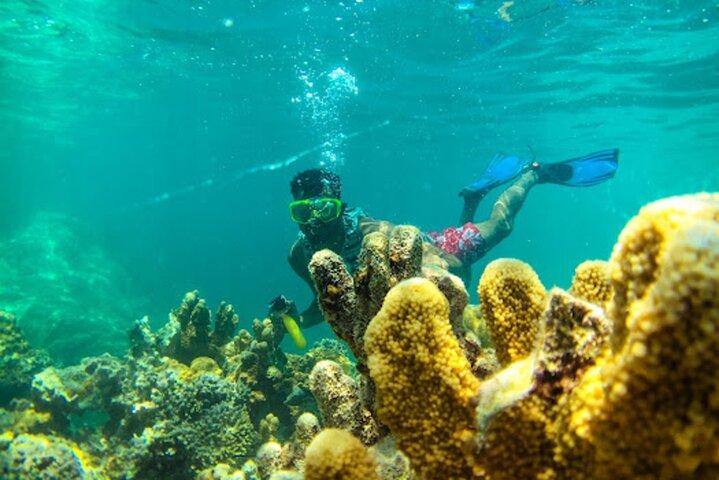 Dolfijn en snorkel activiteit naar Mnemba vanuit Nungwi