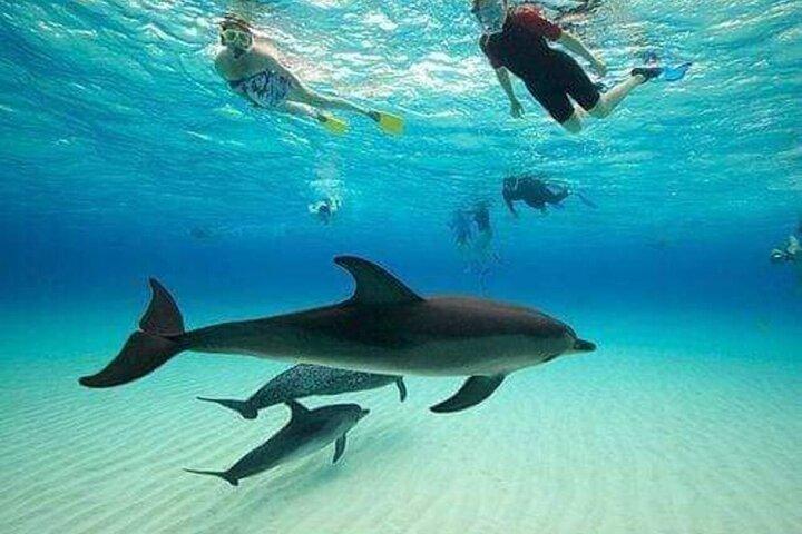 ヌングウィからムネンバまでのイルカとシュノーケリングアクティビティ