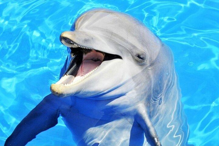 ヌングウィからムネンバまでのイルカとシュノーケリングアクティビティ