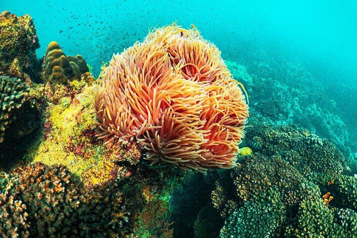 ボートで行くフーコック島 3 島シュノーケリングの素晴らしい 1 日ツアー