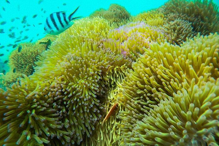 ボートで行くフーコック島 3 島シュノーケリングの素晴らしい 1 日ツアー