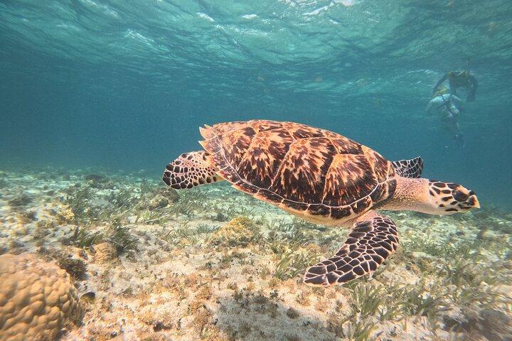 Cancun Schnorchelabenteuer