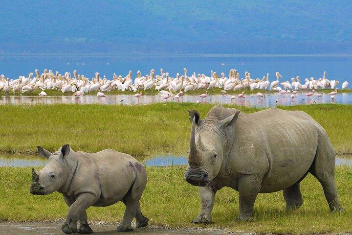 4 jours Masai Mara et lac Nakuru Camping Safari partagé