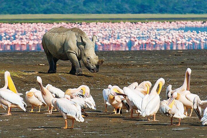 4 jours Masai Mara et lac Nakuru Camping Safari partagé