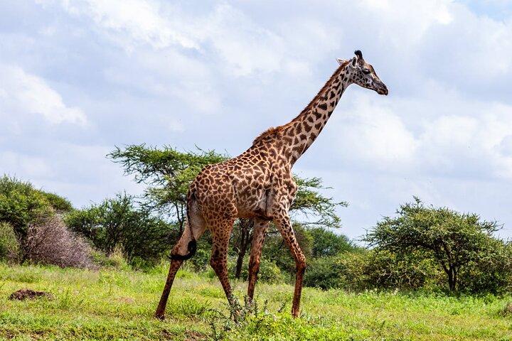 4 jours Masai Mara et lac Nakuru Camping Safari partagé