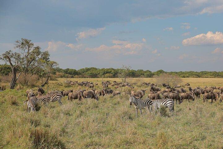4 jours Masai Mara et lac Nakuru Camping Safari partagé