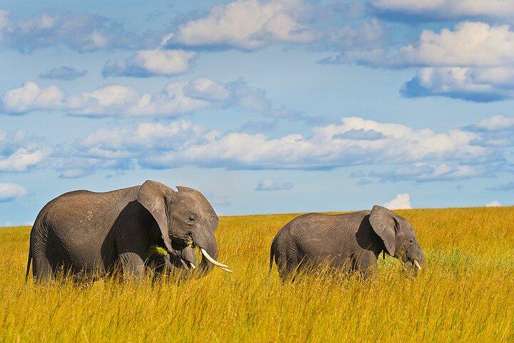 4 jours Masai Mara et lac Nakuru Camping Safari partagé