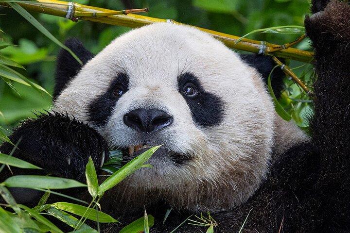 San Diego Zoo 1 - Day Pass: Billet til enhver dag