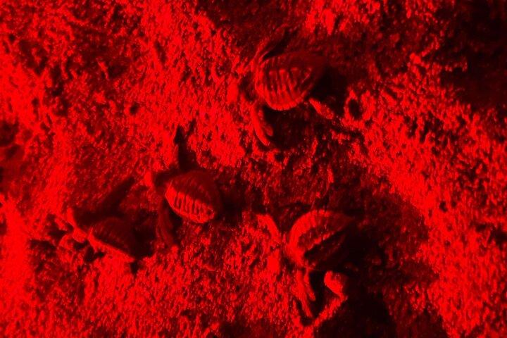 Baby Turtle Release, Night Walk, from JW Marriott Costa Elena