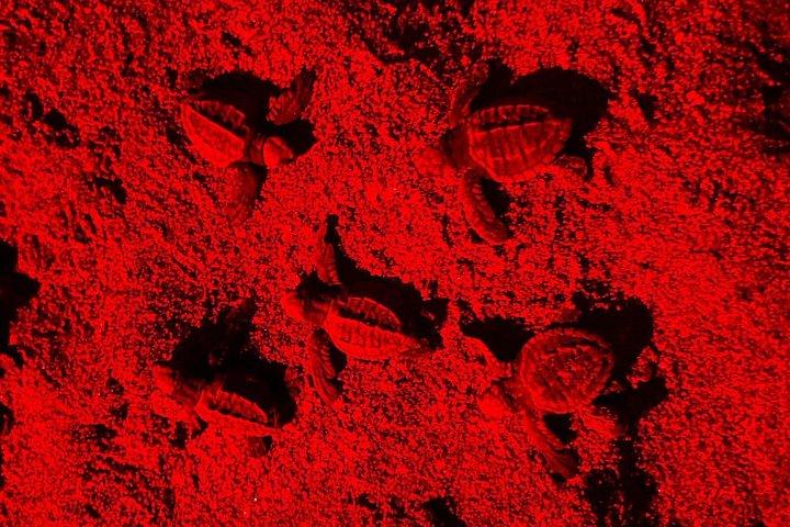 Baby Turtle Release, Night Walk, from JW Marriott Costa Elena