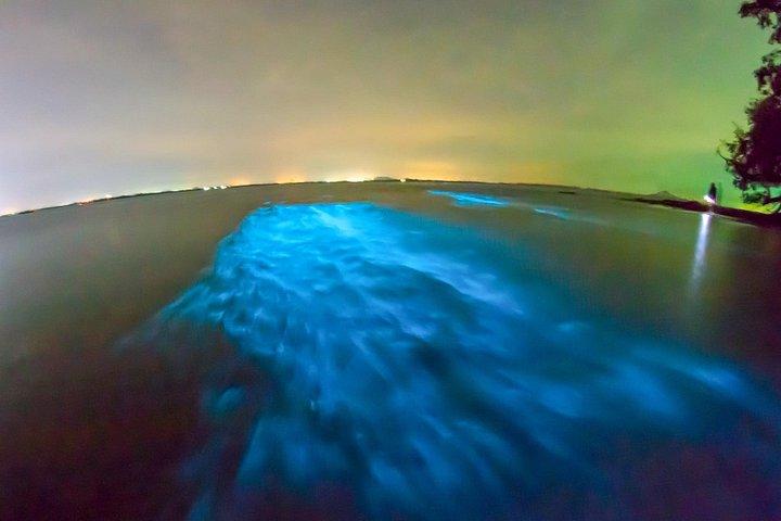 グランドケイマン島の生物発光アドベンチャー
