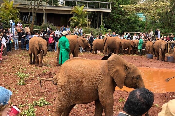 1 Day Tour Nairobi National Park, Elephant Center, Giraffe Ctr