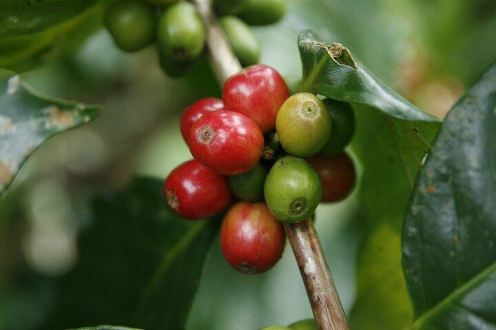 Activité café, chocolat et canne à sucre du Costa Rica