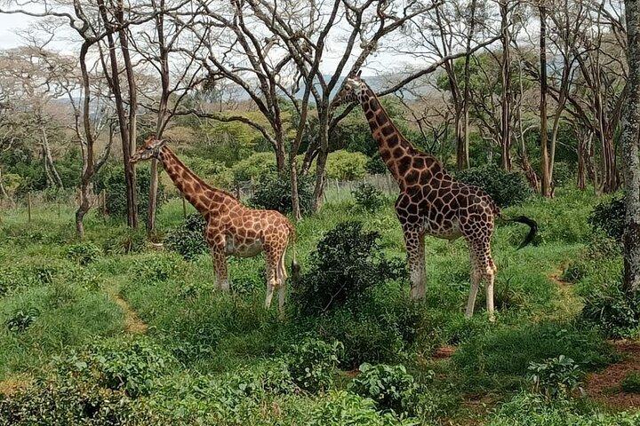 Tagestour zu Karen Blixen, Perlenfabrik & Giraffenzentrum