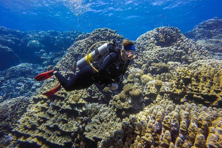 Entdecken Sie Hurghada Zwei aufregende Bootstauchgänge für zertifizierte Taucher