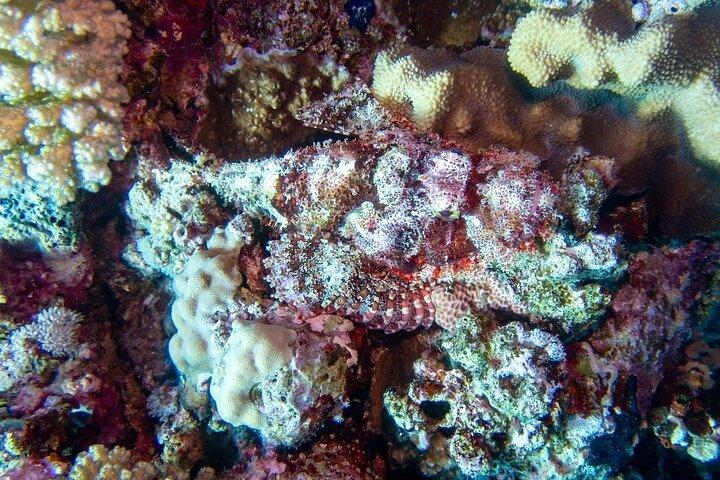 Entdecken Sie Hurghada Zwei aufregende Bootstauchgänge für zertifizierte Taucher