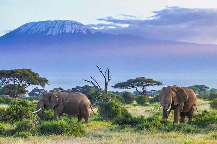 6 dagen olifanten, gnoes en de Big 5: de klassieke safari van Kenia