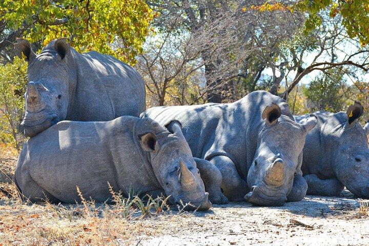 Tour privato di un giorno alla riserva naturale di Ol Pejeta da Nairobi