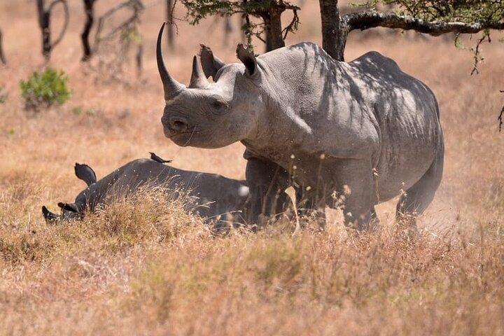 Tour privato di un giorno alla riserva naturale di Ol Pejeta da Nairobi