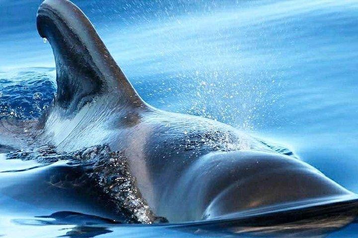 Los Gigantes&Masca を訪れるクジラを見て聞いています。食べ物と飲み物が含まれています