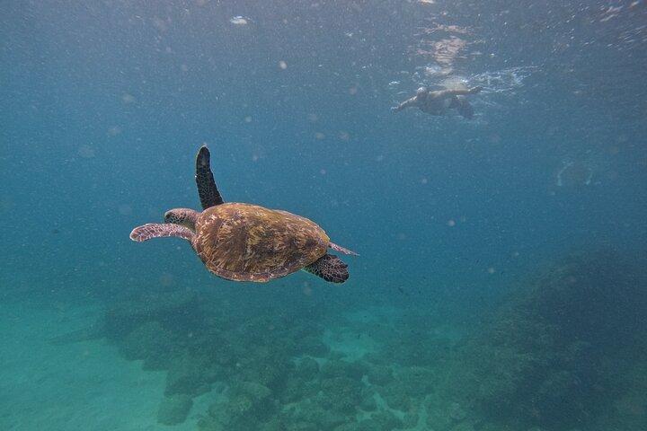 Da Abu Dhabi : Snorkeling con le tartarughe a Fujairah