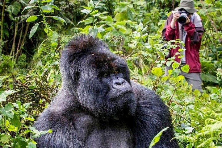 3-daagse privé begeleide gorillatrekking in Oeganda