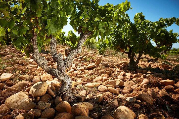 Tour de cata de vinos en Châteauneuf du Pape